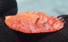 Atlantic Thorny Oyster - Spondylus americanus