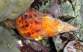 Atlantic Triton's Trumpet - Charonia variegata