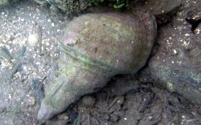 Atlantic Triton's Trumpet - Charonia variegata