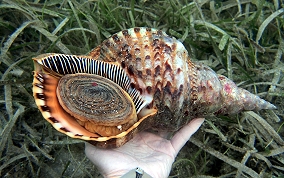 Atlantic Triton's Trumpet - Charonia variegata