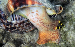 Atlantic Triton's Trumpet - Charonia variegata