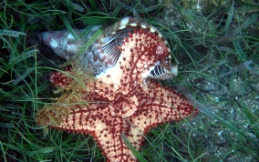 Atlantic Triton's Trumpet - Charonia variegata