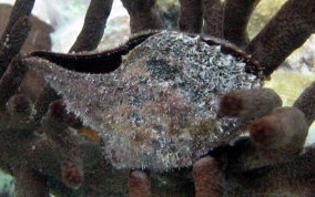 Atlantic Wing-Oyster - Pteria colymbus