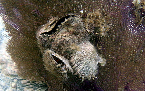 Atlantic Wing-Oyster - Pteria colymbus