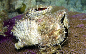 Atlantic Wing-Oyster - Pteria colymbus