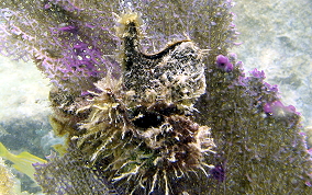 Atlantic Wing-Oyster - Pteria colymbus