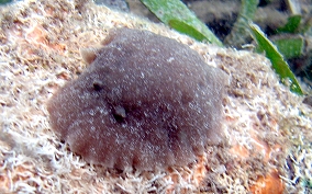 Brown Doris Nudibranch - Discodoris evelinea