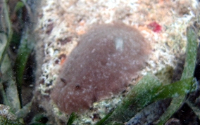 Brown Doris Nudibranch - Discodoris evelinea