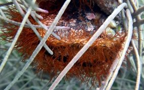 Caribben bivalve oyster