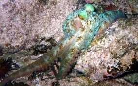 Caribbean Reef Octopus - Octopus briareus