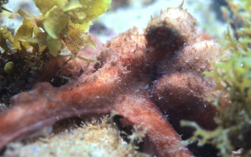 Caribbean Reef Octopus - Octopus briareus