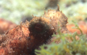 Caribbean Reef Octopus - Octopus briareus