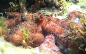 Caribbean Reef Octopus