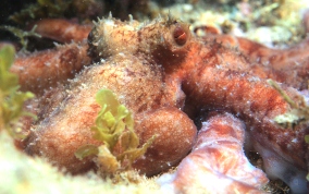 Caribbean Reef Octopus - Octopus briareus