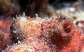 Caribbean Reef Octopus - Octopus briareus