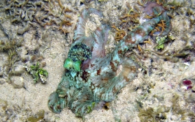 Caribbean Reef Octopus - Octopus briareus