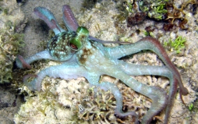 Caribbean Reef Octopus - Octopus briareus