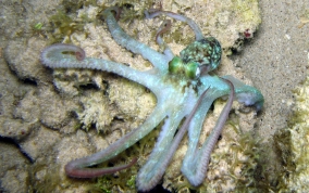 Caribbean Reef Octopus - Octopus briareus