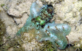 Caribbean Reef Octopus - Octopus briareus