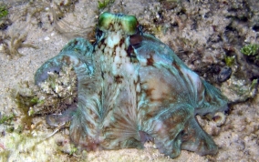 Caribbean Reef Octopus - Octopus briareus