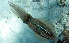 Caribbean Reef Squid - Sepioteuthis sepioidea