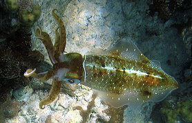 Caribbean Reef Squid - Sepioteuthis sepioidea