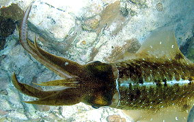 Caribbean Reef Squid - Sepioteuthis sepioidea