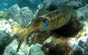 Caribbean Reef Squid - Sepioteuthis sepioidea