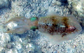 Caribbean Reef Squid - Sepioteuthis sepioidea