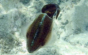 Caribbean Reef Squid - Sepioteuthis sepioidea