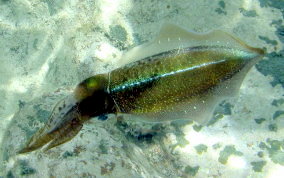 Caribbean Reef Squid - Sepioteuthis sepioidea