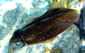 Caribbean Reef Squid - Sepioteuthis sepioidea