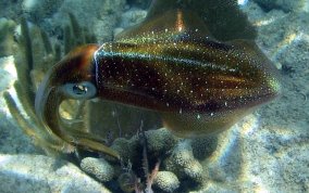 Caribbean Reef Squid - Sepioteuthis sepioidea