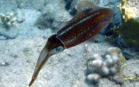 Caribbean Reef Squid - Sepioteuthis sepioidea