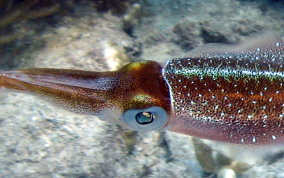 Caribbean Reef Squid - Sepioteuthis sepioidea