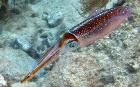 Caribbean Reef Squid - Sepioteuthis sepioidea