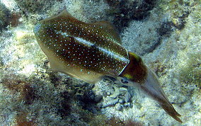 Caribbean Reef Squid - Sepioteuthis sepioidea