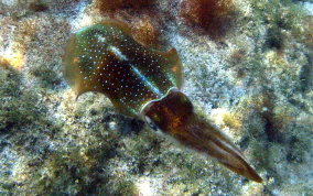 Caribbean Reef Squid