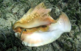 Queen Conch - Strombus gigas