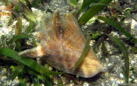 Queen Conch - Strombus gigas