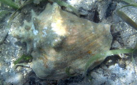 Conch