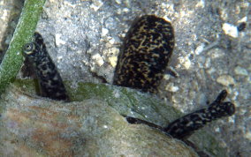 Queen Conch - Strombus gigas