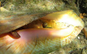 Queen Conch - Strombus gigas