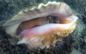 Queen Conch - Strombus gigas