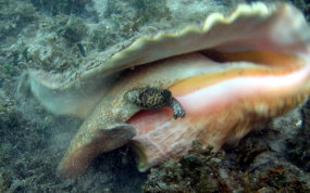 Queen Conch - Strombus gigas