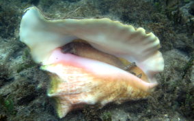 Queen Conch - Strombus gigas