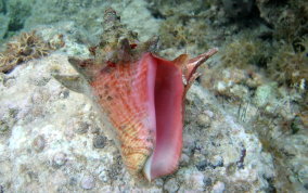 Conch Shell