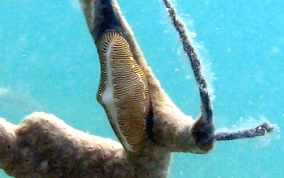 Flamingo Tongue - Cyphoma gibbosum