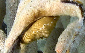 Flamingo Tongue - Cyphoma gibbosum