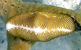 Fingerprint Cyphoma - Cyphoma signatum 